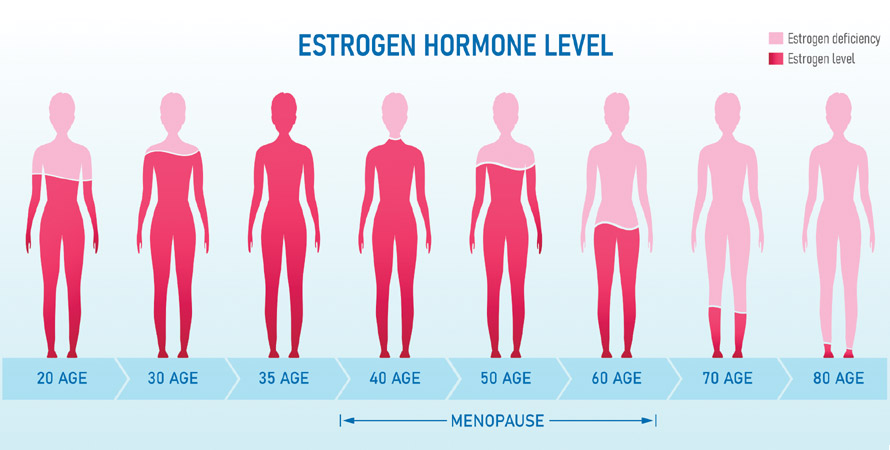 Estrogen Hormone Level 
